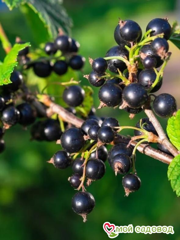 Черная смородина Юбилейная