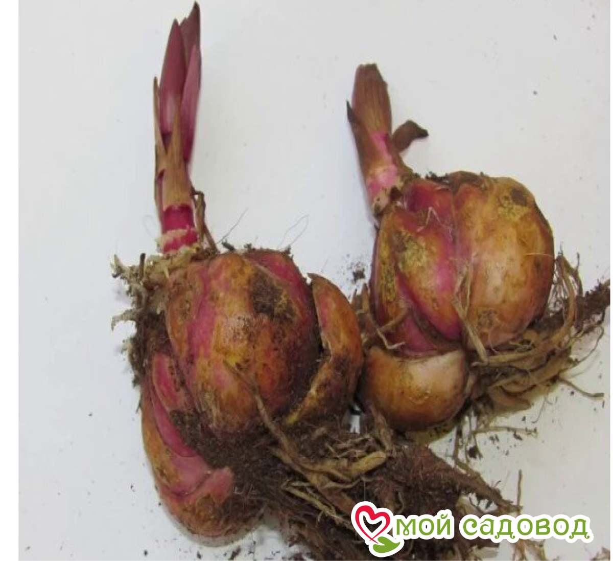 Лилия Инчантид Сплаш