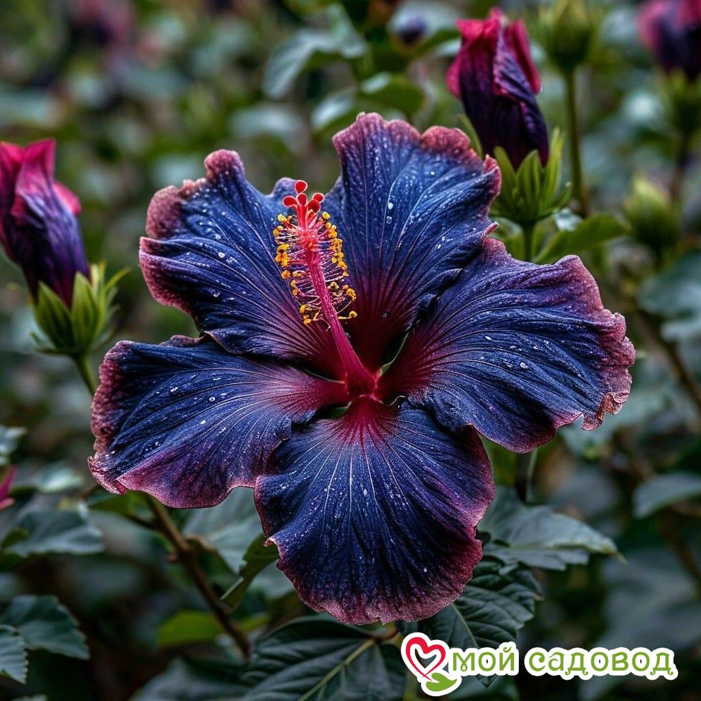 Гибискус Голден Глоу