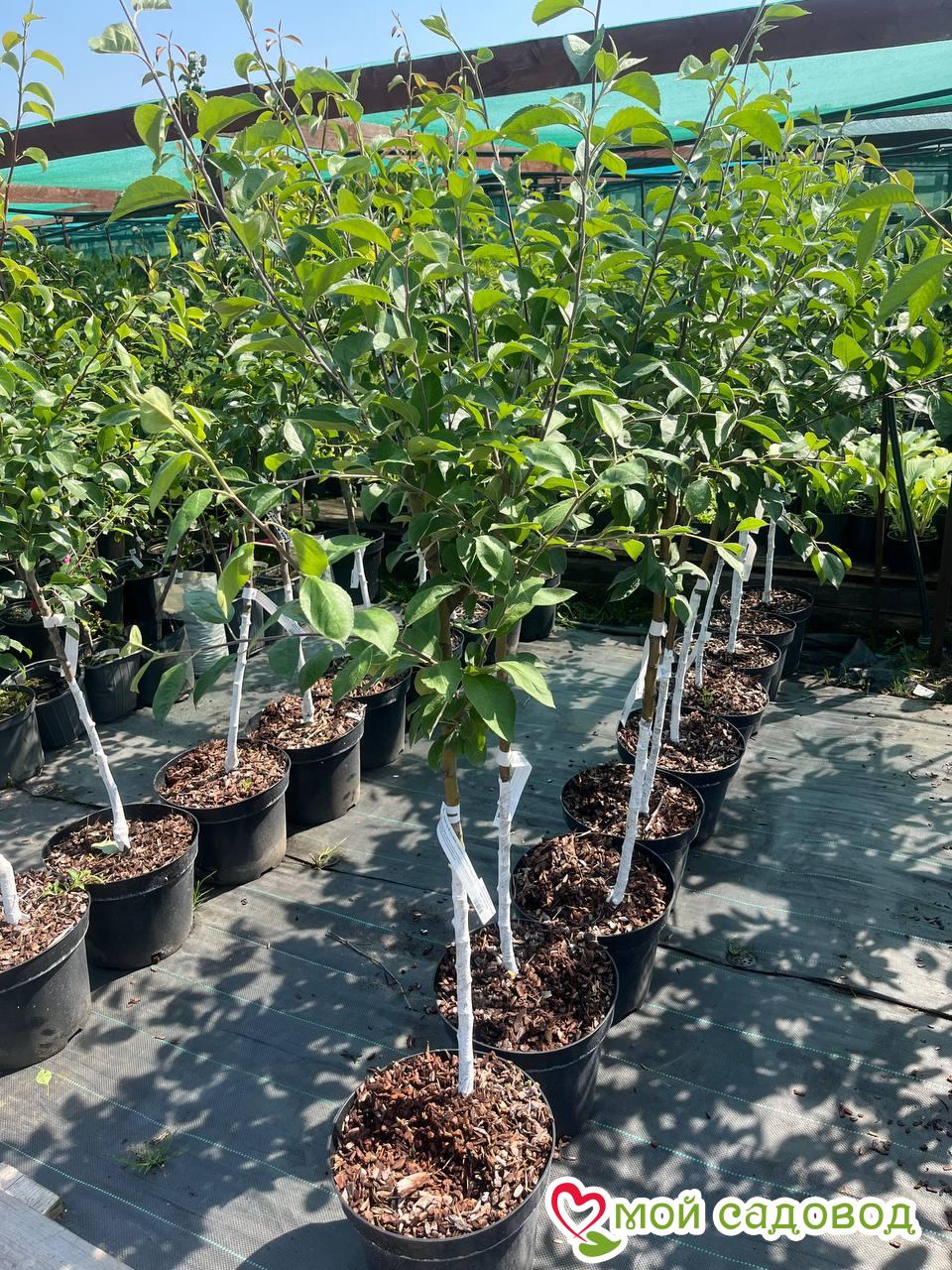 Яблоня Синяя Вуаль